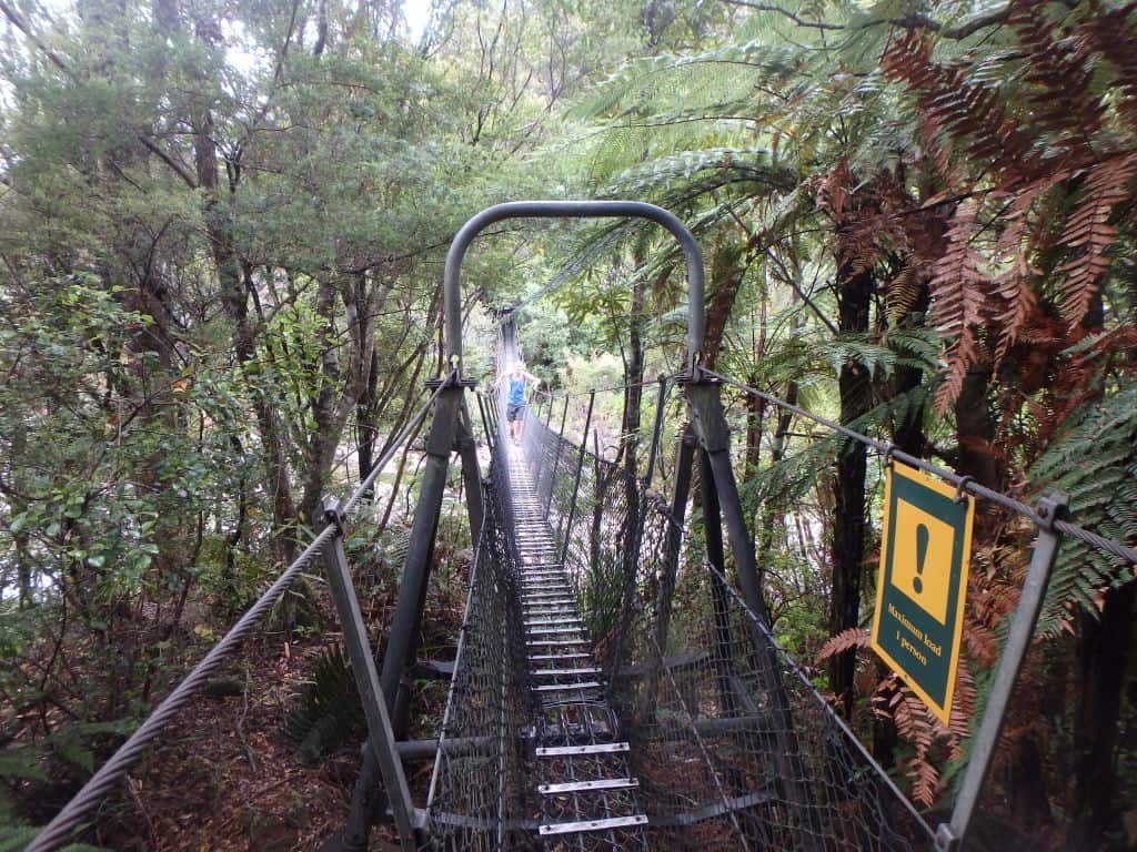 The Pinnacles track, Coromandel Forest Park